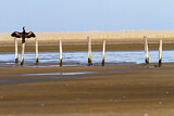 Image. Kormoran