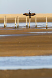 Image. Kormoran