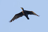 Image. Kormoran