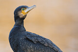 Image. Kormoran