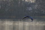 Image. Kormoran