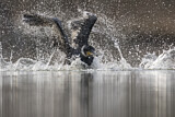 Image. Kormoran