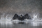 Image. Kormoran