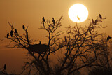 Image. Kormoran