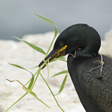 Image. Krähenscharbe