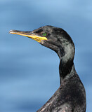 Image. Krähenscharbe