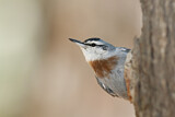 Image. Krüper's Nuthatch
