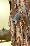 Image. Krüper's Nuthatch