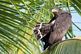 Image. Krabbenbussard