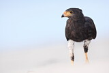Image. Krabbenbussard