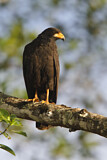 Image. Krabbenbussard