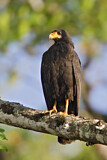 Image. Krabbenbussard