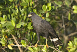 Image. Krabbenbussard