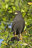 Image. Krabbenbussard