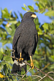 Image. Krabbenbussard