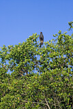 Image. Krabbenbussard