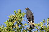 Image. Krabbenbussard