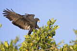 Image. Krabbenbussard