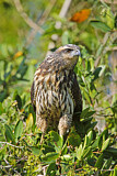 Image. Krabbenbussard