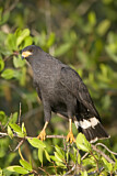 Image. Krabbenbussard