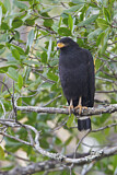 Image. Krabbenbussard