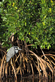Image. Krabbenreiher