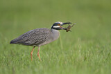 Image. Krabbenreiher