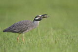 Image. Krabbenreiher
