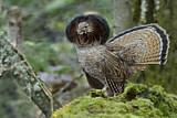 Image. Kragenhuhn