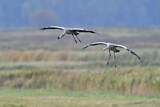 Image. Kranich