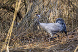 Image. Kranich