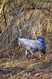 Image. Kranich