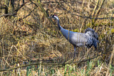 Image. Kranich