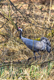 Image. Kranich