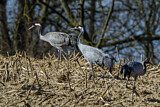 Image. Kranich