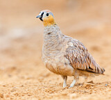 Image. Kronenflughuhn