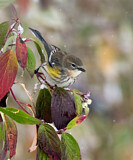 Image. Kronwaldsänger