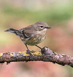 Image. Kronwaldsänger