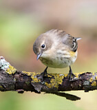 Image. Kronwaldsänger