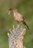 Image. Krummschnabel-Spottdrossel