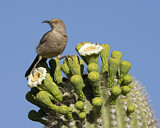 Image. Krummschnabel-Spottdrossel