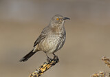 Image. Krummschnabel-Spottdrossel