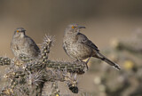 Image. Krummschnabel-Spottdrossel
