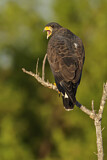 Image. Kubabussard