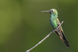 Image. Kubasmaragdkolibri