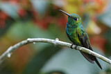 Image. Kubasmaragdkolibri