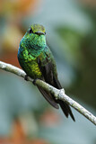 Image. Kubasmaragdkolibri