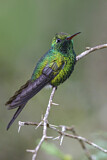 Image. Kubasmaragdkolibri