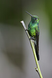 Image. Kubasmaragdkolibri