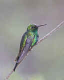 Image. Kubasmaragdkolibri